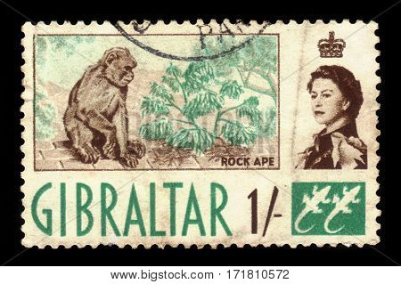 GIBRALTAR - CIRCA 1960: A stamp printed in Gibraltar shows Barbary Macaque (Macaca sylvanus), circa 1960