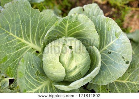 vegetable, gardening and farming concept - cabbage growing on summer garden bed at farm