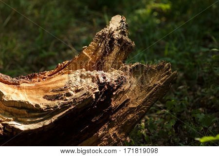 Sunlit snag in the forest in Moldova