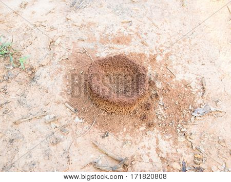 ant's nest on the ground in nature