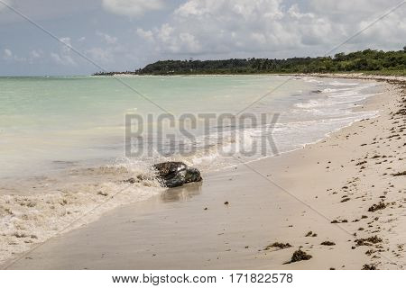 Tortoise Stranded At The Beach At Ponta Preta In The Island Of Capo Verde In Brazil