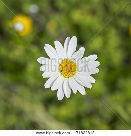 Daisy Growing On The Meadow