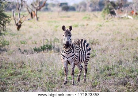 Zebra with an interrogative look isolated in the savanna of the Tsavo West park in Kenya