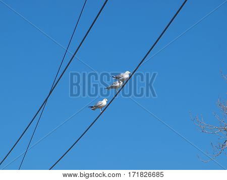 Three black ring bill seagulls sit on one of three wires. Note the left foot hanging in all three birds. Seagulls also have web feet.