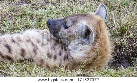 Wild Hyaenae In The Masai Mara National Park