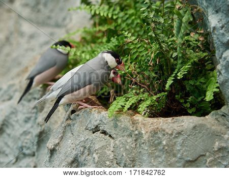 Sharp-tailed grass finch (lat. Poephila acuticauda) sitting on a stone