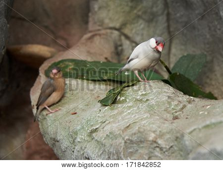 Sharp-tailed grass finch (lat. Poephila acuticauda) sitting on a stone