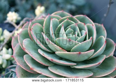 A close-up of a succulent cactus plant.