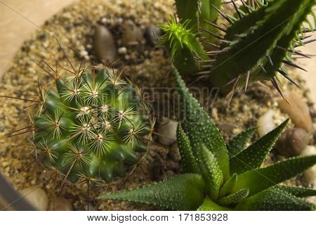 An assortment of succulent plants in a glass terrarium.