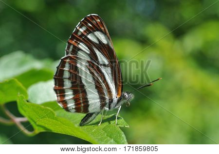 Neptis sappho, Common Glider butterfly resting on a leaf