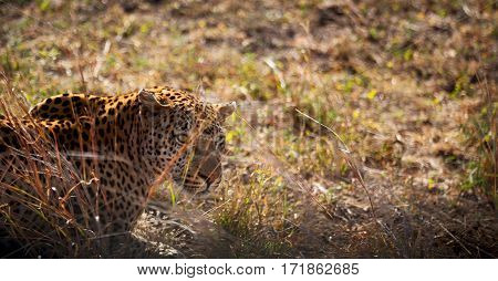 In South Africa Kruger Natural Park Wild Leopard