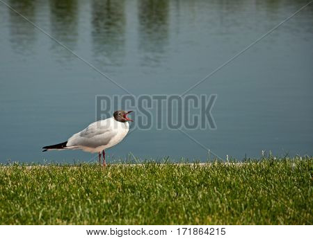 the beautiful white black-headed gull sitting on green grass near water