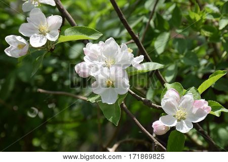Blossoming apple closeup. Delicate herb fragile flowers of apple. Spring came. Nature awoke. The fragrance of blooming gardens.