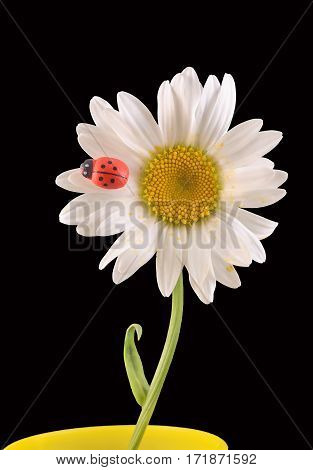Leucanthemum Vulgare, The Ox-eye Daisy Or Oxeye Daisy (syn. Chrysanthemum Leucanthemum), With Ladybu