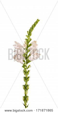 White Physostegia Virginiana, Crown Of Snow, Bushes Of Wild White Flowers.