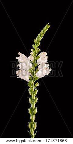 White Physostegia Virginiana, Crown Of Snow, Bushes Of Wild White Flowers.