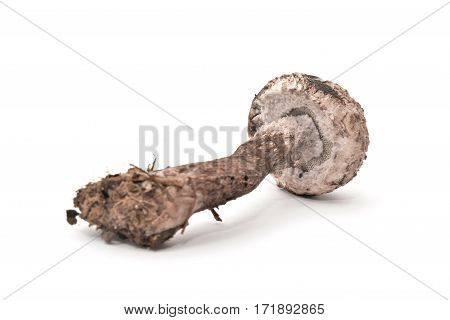 strobilomyces strobilaceus mushroom isolated on white background