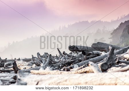 View along Kalaloch Beach showing driftwood Olympic National Park Washington USA