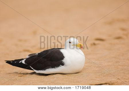 กัลบนชายหาด