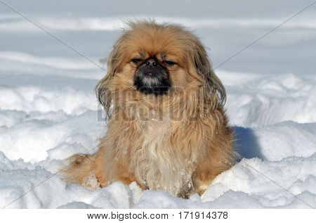 Pekingese dog