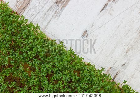 Fresh Cress On Old Rustic Wooden Background, Decoration For Easter, Healthy Nutrition, Copy Space Fo