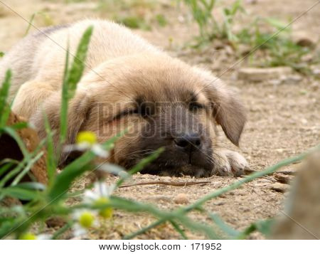 Sovende hundehvalp