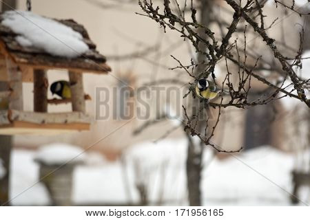 The great tits looking for food in hard winter