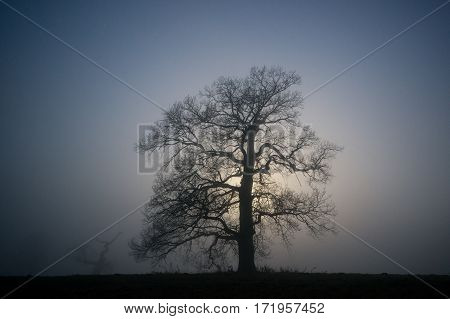 Silhouette of an old oak tree on a blue night sky during a full moon