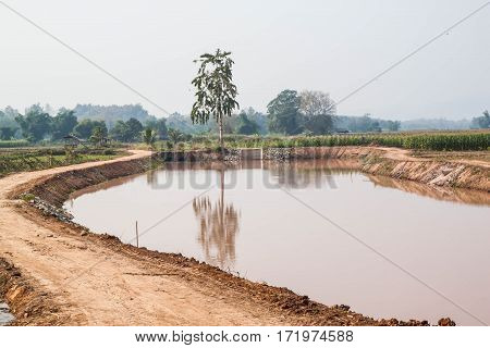 Corn field in dry season in Thailand