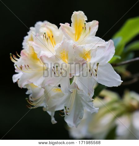 background, beautiful, beauty, bloom, blooming, blossom, blue, botanical, botany, bright, color, colorful, colors, flora, floral, flovers, flower, flowers, garden, gardening, grass, green, growth, laurel, leaf, leaves, macro, magenta, natural, nature, nic