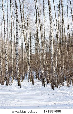View Of Winter Forest In Sunny Day