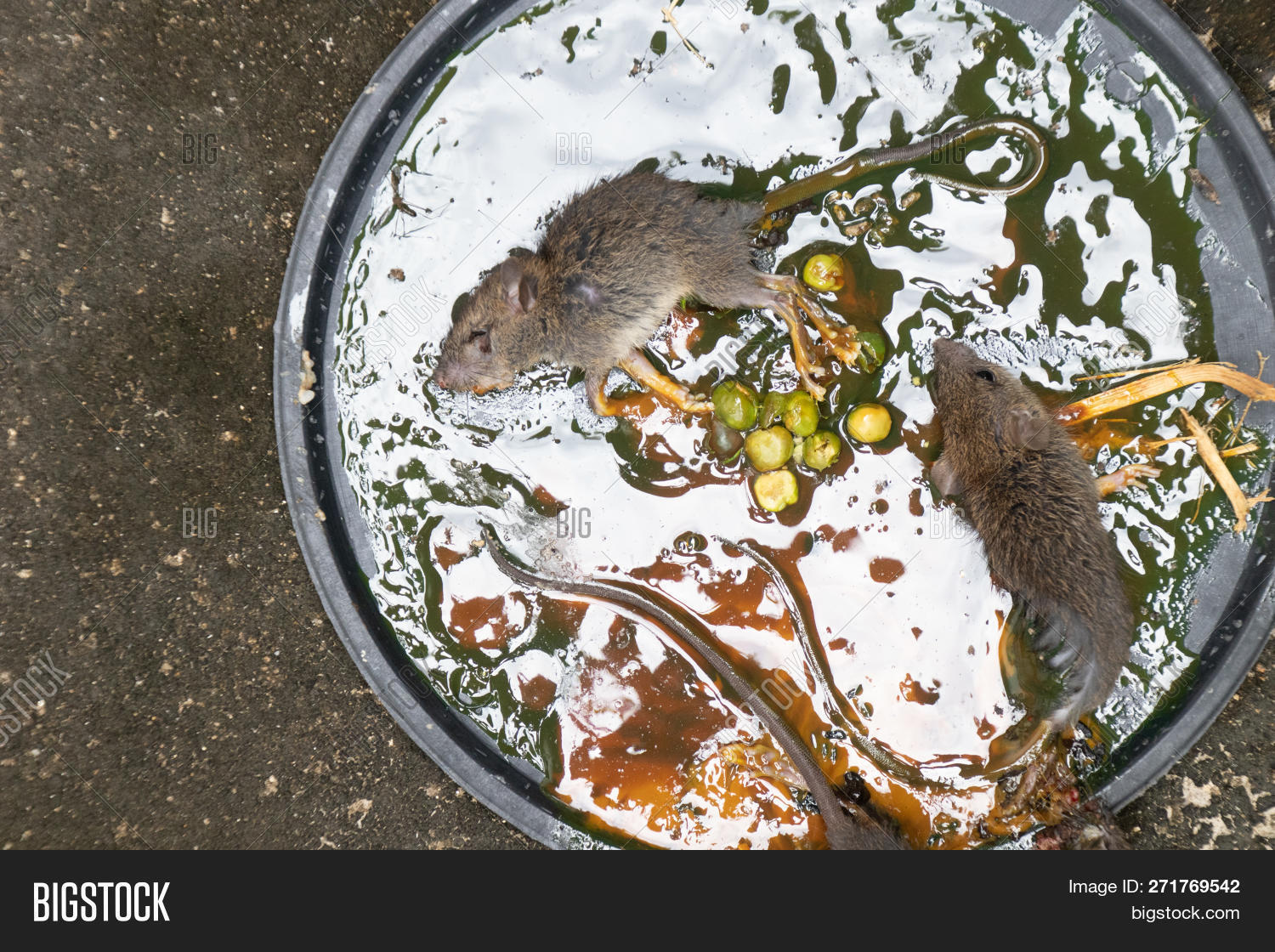 Dirty Rats Glue Stick Image & Photo (Free Trial) Bigstock