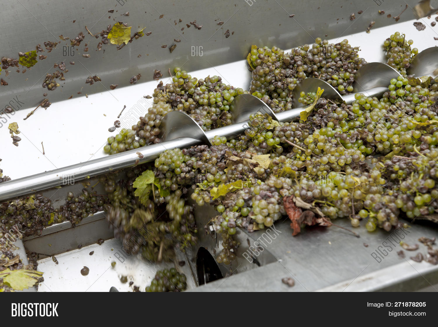 Processing Grape Wine Image & Photo (Free Trial) Bigstock
