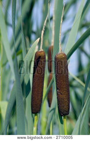 Bush di Reed