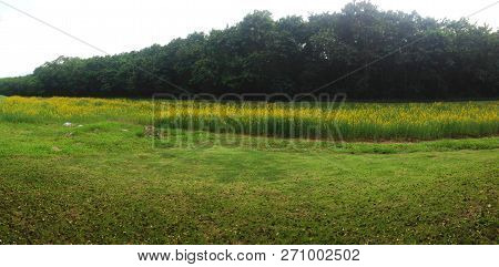 Yellow  Field Of Sunhemp With Green Moutain Background