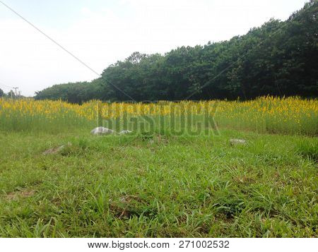 Yellow  Field Of Sunhemp With Green Moutain Background