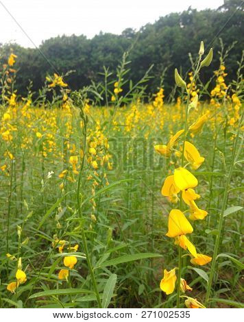 Yellow  Field Of Sunhemp With Green Moutain Background