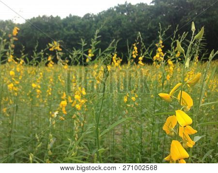 Yellow  Field Of Sunhemp With Green Moutain Background