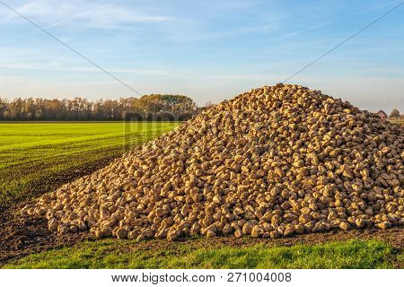 Large Heap Of Harvested Sugar Beets Waiting For Transport To The Sugar Factory. On The Field, The Wi