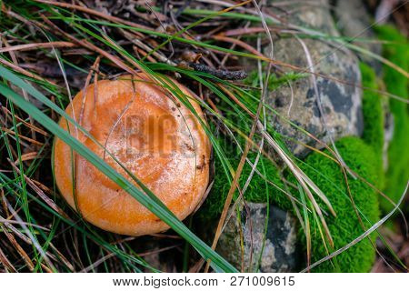 Lactarius Deliciosus, The Saffron Milk Cap, Red Pine Mushroom Mushroom Growing In The Autumn Forest