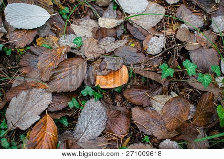 Lactarius Deliciosus, The Saffron Milk Cap, Red Pine Mushroom Mushroom Growing In The Autumn Forest