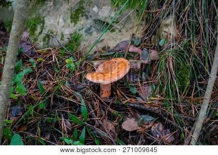 Lactarius Deliciosus, The Saffron Milk Cap, Red Pine Mushroom Mushroom Growing In The Autumn Forest