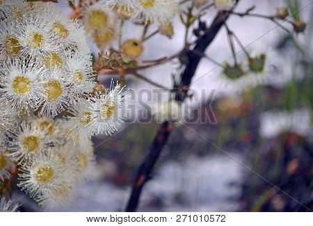 White And Yellow Dwarf Apple Gum Tree Blossoms, Angophora Hispida, Royal National Park, Sydney, Aust
