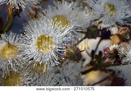 White And Yellow Dwarf Apple Gum Tree Blossoms, Angophora Hispida, Royal National Park, Sydney, Aust