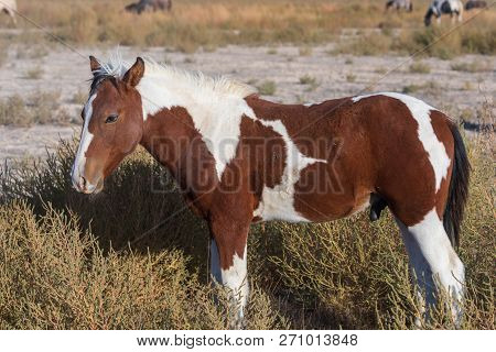 A Beautiful Wild Horse In The Utah Desert