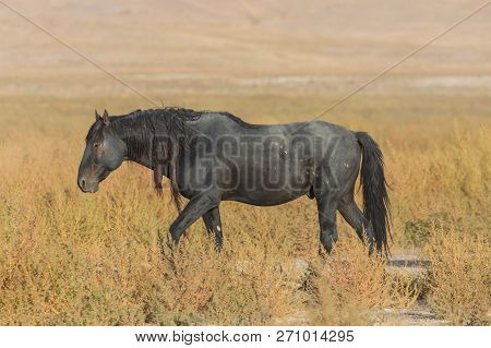 A Beautiful Wild Horse In The Utah Desert