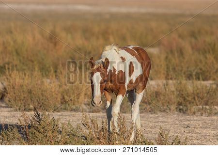 A Beautiful Wild Horse In The Utah Desert