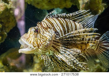 Closeup Of A Lion Fish With Open Mouth In The Aquarium, A Venomous Tropical Fish From The Pacific Oc