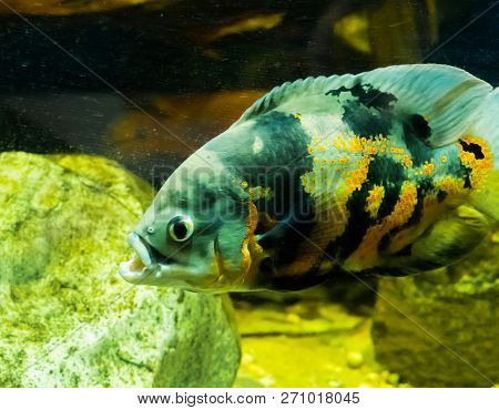 Closeup Of A Tiger Oscar Fish, A Tropical Aquarium Pet From The Ocean Of South America.