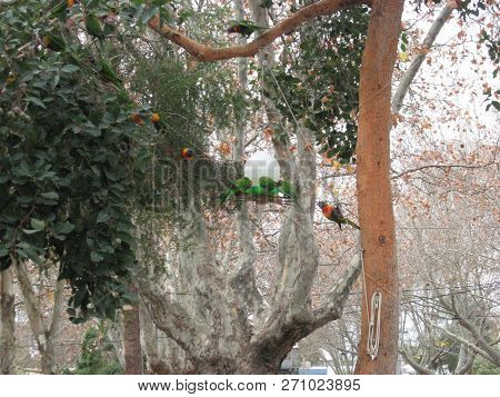 Colourful Birds Eating In A Tree In Melbourne, Australia.